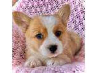 Pembroke Welsh Corgi Puppy for sale in Alamosa, CO, USA