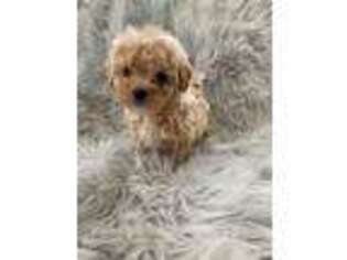 Mutt Puppy for sale in Sterling Heights, MI, USA