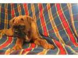 Boxer Puppy for sale in Camden, MI, USA