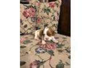 Cavalier King Charles Spaniel Puppy for sale in Holly, MI, USA