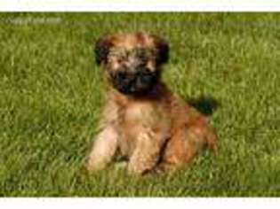 Soft Coated Wheaten Terrier Puppy for sale in Park Ridge, IL, USA
