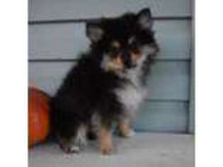 Pomeranian Puppy for sale in Mountain Grove, MO, USA