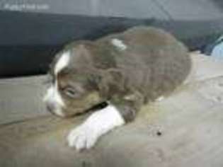 Miniature Australian Shepherd Puppy for sale in Carver, MN, USA