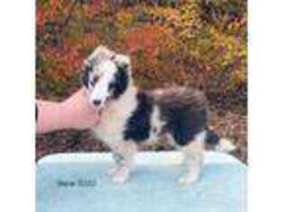 Shetland Sheepdog Puppy for sale in Piketon, OH, USA