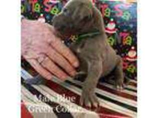 Great Dane Puppy for sale in Selma, NC, USA