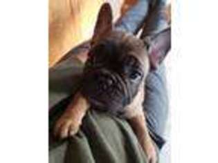 French Bulldog Puppy for sale in Sheldon, WI, USA