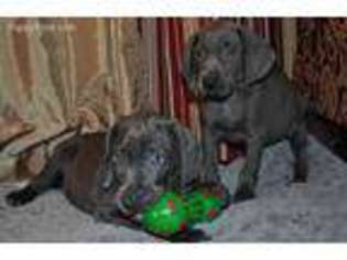 Weimaraner Puppy for sale in Massillon, OH, USA
