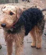 Airedale Terrier Puppy for sale in Millington, TN, USA