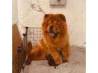 Chow Chow Puppy for sale in West Palm Beach, FL, USA