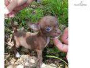 Chihuahua Puppy for sale in Saint Joseph, MO, USA