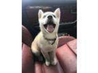 Siberian Husky Puppy for sale in Wallingford, CT, USA