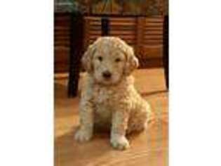 Goldendoodle Puppy for sale in West Warwick, RI, USA