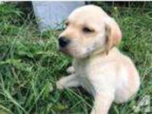 Labrador Retriever Puppy for sale in LELAND, IL, USA