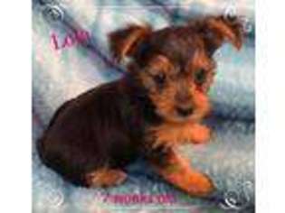 Yorkshire Terrier Puppy for sale in Mchenry, IL, USA