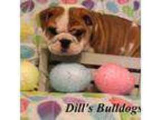 Bulldog Puppy for sale in Orrick, MO, USA
