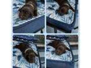 Labrador Retriever Puppy for sale in Warrior, AL, USA