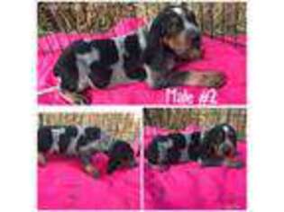 Bluetick Coonhound Puppy for sale in Durant, OK, USA