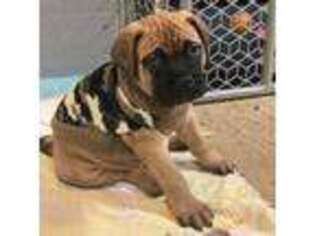 Bullmastiff Puppy for sale in Norwalk, OH, USA