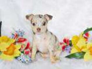 Chihuahua Puppy for sale in Greenwood, AR, USA