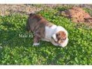 Bulldog Puppy for sale in Tryon, OK, USA