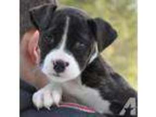 American Bulldog Puppy for sale in BENTON, ME, USA