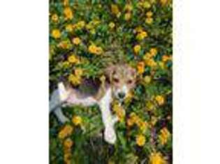 Beagle Puppy for sale in Safford, AZ, USA