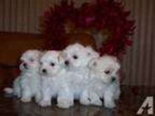 Maltese Puppy for sale in VAN NUYS, CA, USA