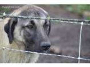 Anatolian Shepherd Puppy for sale in Dandridge, TN, USA
