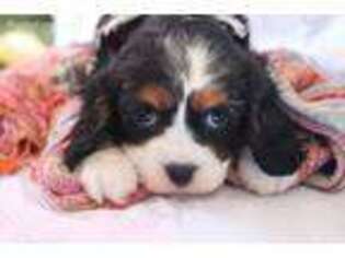 Cavalier King Charles Spaniel Puppy for sale in Howard City, MI, USA