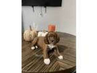 Cavapoo Puppy for sale in Bronx, NY, USA