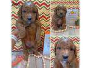 Goldendoodle Puppy for sale in Exeter, MO, USA