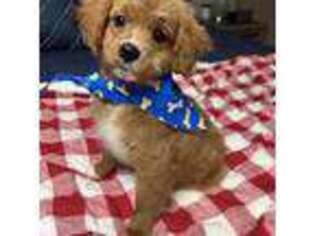 Cavapoo Puppy for sale in Richmond, IL, USA