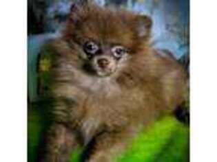 Pomeranian Puppy for sale in Hohenwald, TN, USA