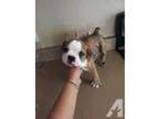 Bulldog Puppy for sale in SUN CITY, AZ, USA