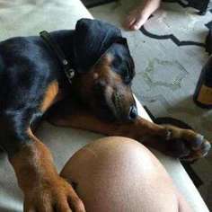 Doberman Pinscher Puppy for sale in Portland, OR, USA