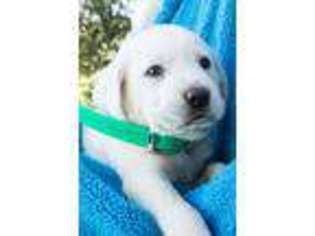 Labrador Retriever Puppy for sale in Waynesfield, OH, USA