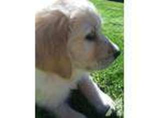 Golden Retriever Puppy for sale in VANCOUVER, WA, USA
