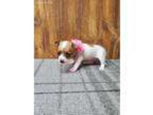 Chihuahua Puppy for sale in Odon, IN, USA