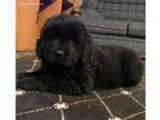 Newfoundland Puppy for sale in Columbia, MO, USA