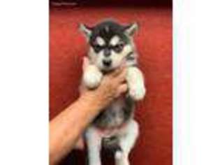 Alaskan Malamute Puppy for sale in Calhoun, MO, USA