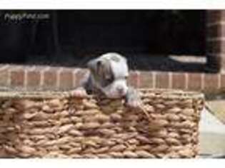 Olde English Bulldogge Puppy for sale in Argyle, TX, USA