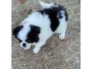 Mutt Puppy for sale in Neodesha, KS, USA