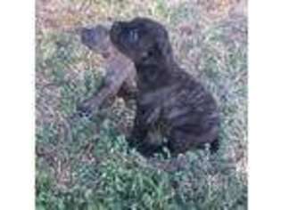 Cane Corso Puppy for sale in North Highlands, CA, USA