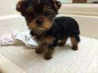 Yorkshire Terrier Puppy for sale in SAN ANTONIO, TX, USA