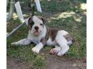 Olde English Bulldogge Puppy for sale in Coeur D Alene, ID, USA