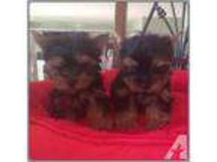 Yorkshire Terrier Puppy for sale in FREMONT, CA, USA