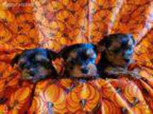 Yorkshire Terrier Puppy for sale in Lake City, IA, USA