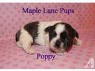 Mutt Puppy for sale in REED CITY, MI, USA