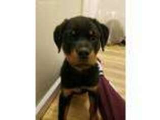 Rottweiler Puppy for sale in Preston, CT, USA