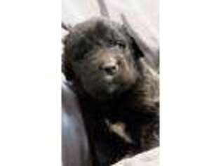 Newfoundland Puppy for sale in Tunkhannock, PA, USA
